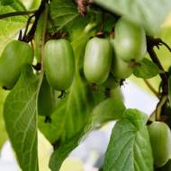 Саджанець Актинідія коломікта (жіноча) в контейнері